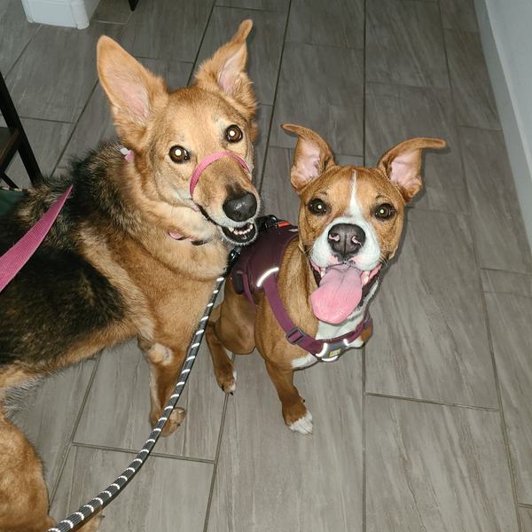 Two smiling dogs on leashes looking up at the camera